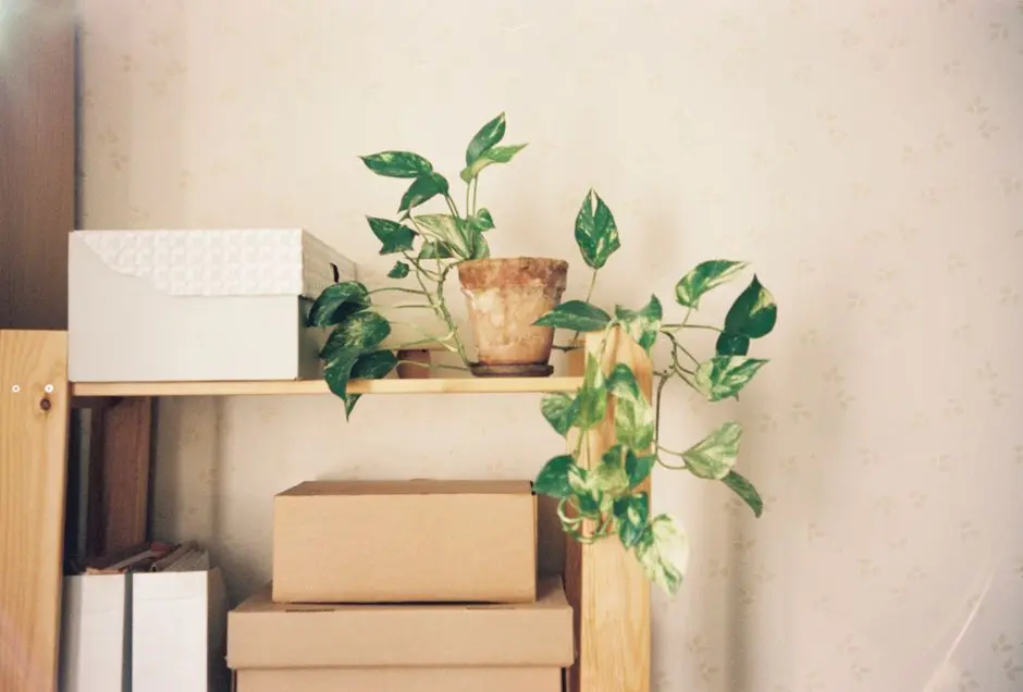 Rak tanaman DIY sederhana dari kayu bekas